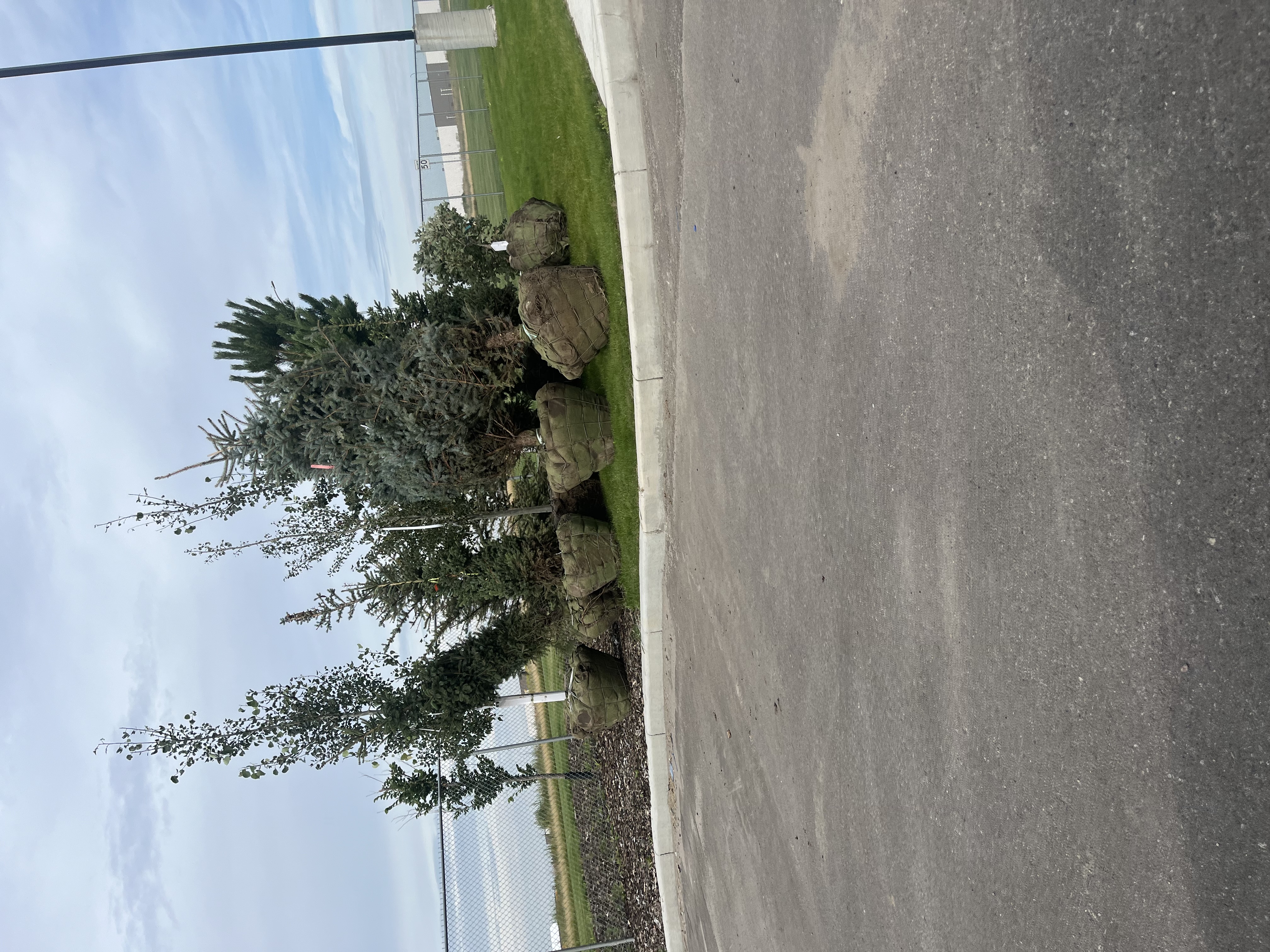 Trees staged and ready for planting at a commercial site